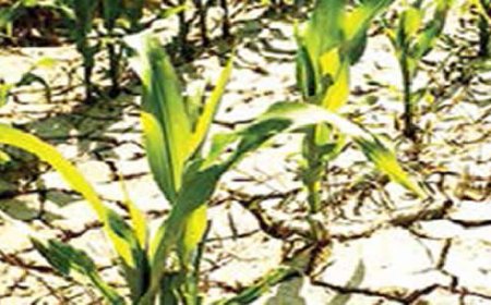 LAWMA, OCCE partner to tackle climate change challenges