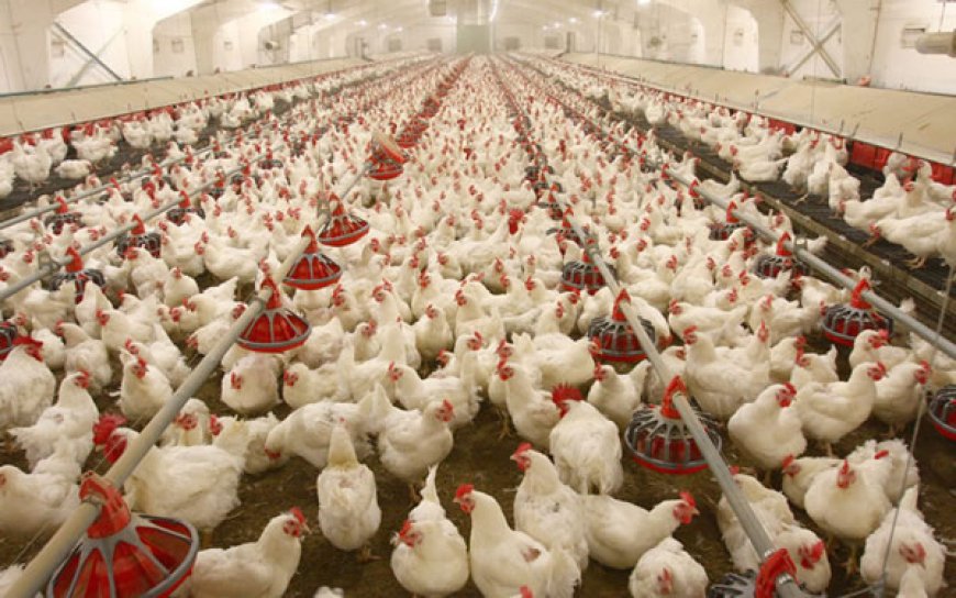 FG empowers Nasarawa poultry farmers with starter-packs