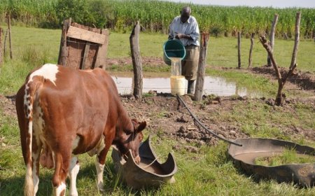 Tantaliser, Livestock Feeds lift equity market to over N16bn gain