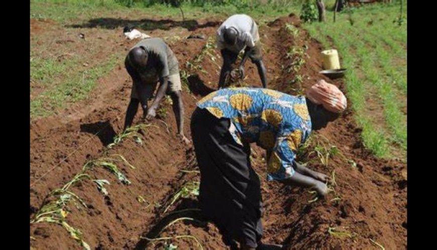 HortiNigeria empowers 62,000 farmers, entrepreneurs to boost food security