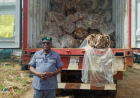 Nigeria Customs seizes N8 billion worth of smuggled donkey skins, others in July 2024
