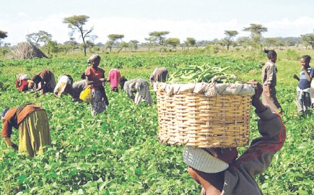 Farmers paid N139m to harvest crops – Report