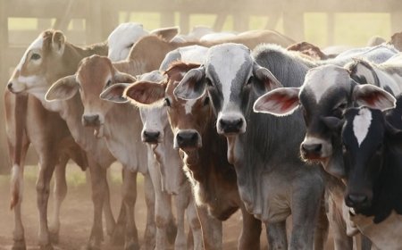 Abuja butchers lament high cost of livestock, low demand from customers