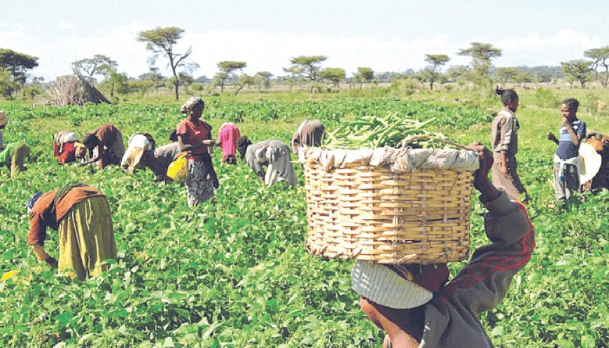 Farmers paid N139m to harvest crops – Report