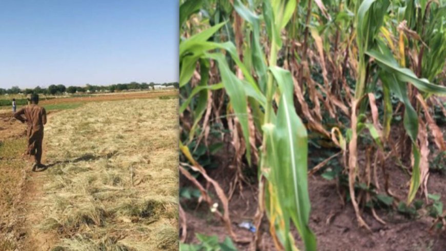 Climate Change: Plateau farmers seek alternatives as they battle rain shortfall, drought, food insecurity