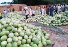 How sesame, melon farmers made fortunes in Taraba