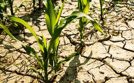 FG irrigated 24,000 hectares of farmland in 2023 – REA