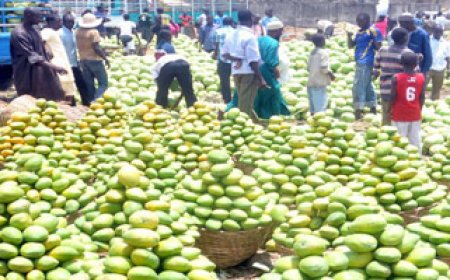 Mango production still below one million tonnes