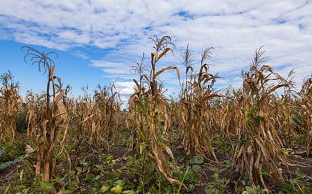 Nigeria’s maize cultivation drops to 14-year low despite high yields- Report