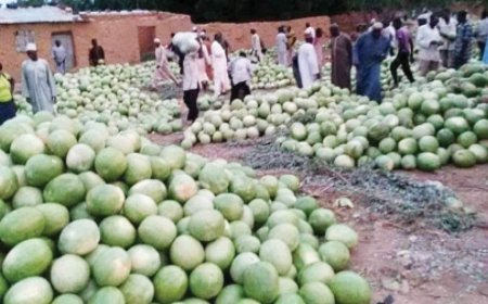 How sesame, melon farmers made fortunes in Taraba