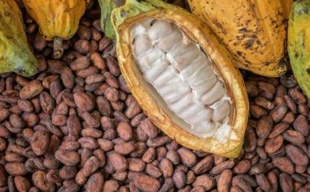 Cocoa futures surge 37% on Monday as World’s second-largest producer boosts sales