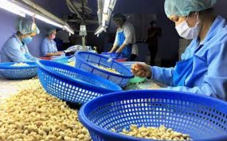 Ogun, NEPC to support cashew industry