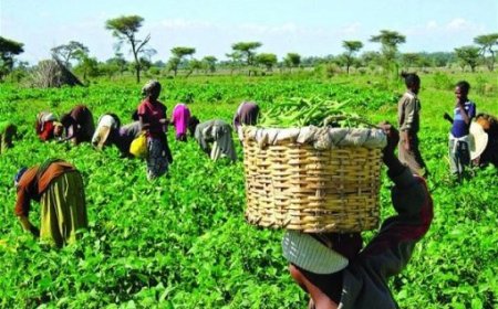 Firm mulls security with mechanised farming