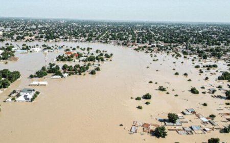 FG to set up veterinary hospital in Borno to aid livestock recovery after severe floods
