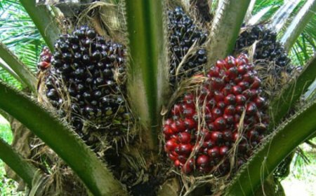 Stockbrokers Laud Ellah Lakes’ Strategic Investment In Palm Plantation, Livestock