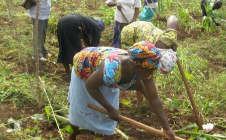 Nigeria Loses 50% Of Agricultural Produce Post-Harvest – FAO
