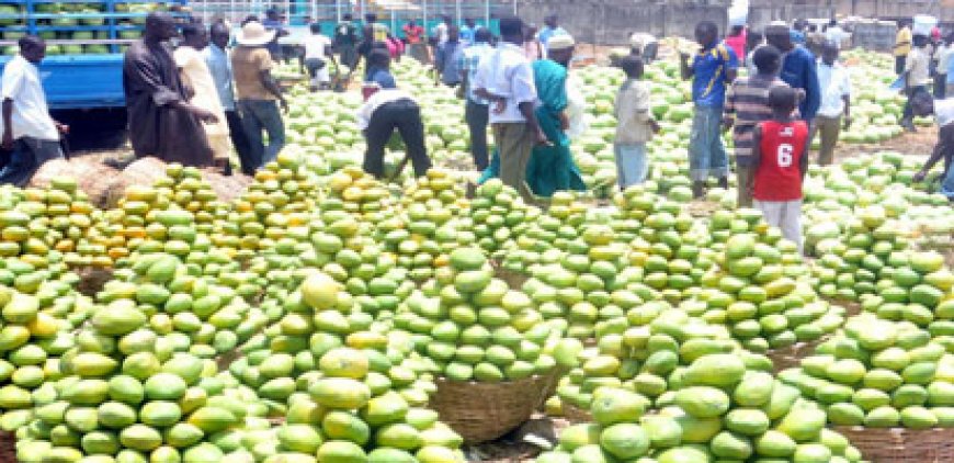 Mango production still below one million tonnes