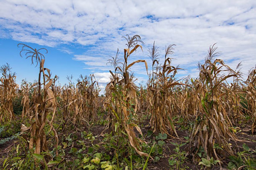 Nigeria’s maize cultivation drops to 14-year low despite high yields- Report