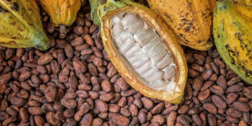 Cocoa futures surge 37% on Monday as World’s second-largest producer boosts sales