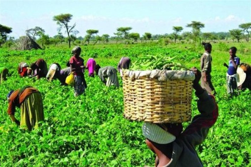 Firm mulls security with mechanised farming