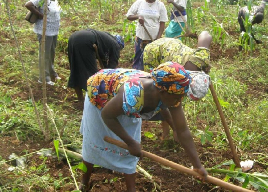 Nigeria Loses 50% Of Agricultural Produce Post-Harvest – FAO