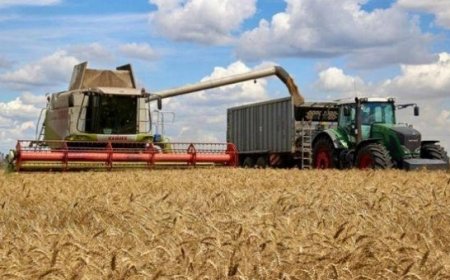 Why govt must slash $3b annual wheat import, by experts
