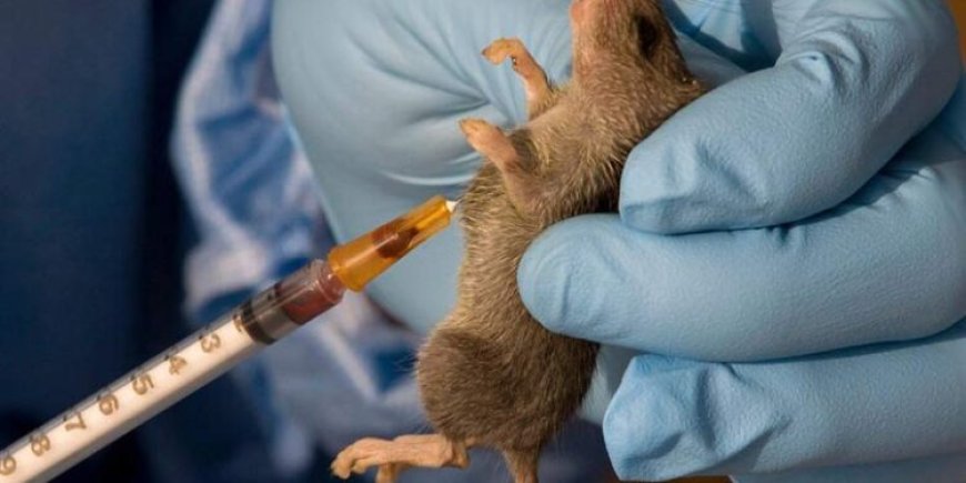 Global health coalition invests over $250 million in Lassa fever vaccine research