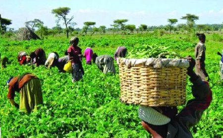 Ministry plans massive distribution of stored equipment, inputs to farmers