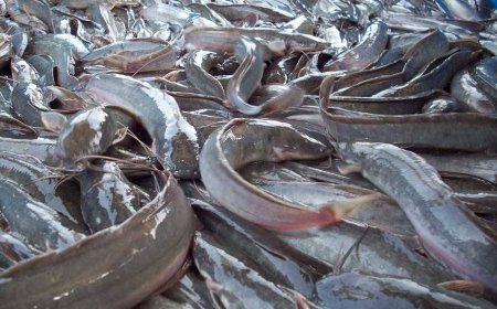 Fish farmers seek FG’s support as production costs soar to N4 million per tonne