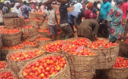 Tomato prices crash in Lagos amid harvest season glut