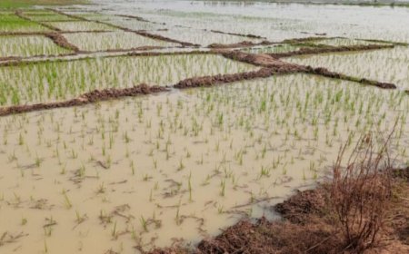 Flood destroys rice farms in Kwara, governor orders investigation