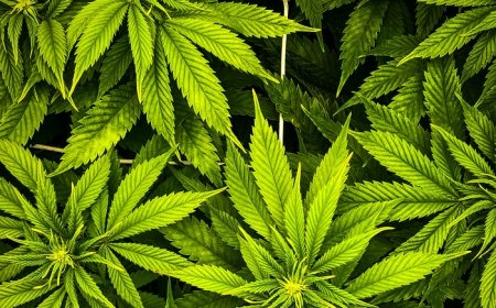 Cannabis in Nigeria: Risk, reform, and revenue