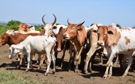 FG to establish livestock breeding centres across geopolitical zones