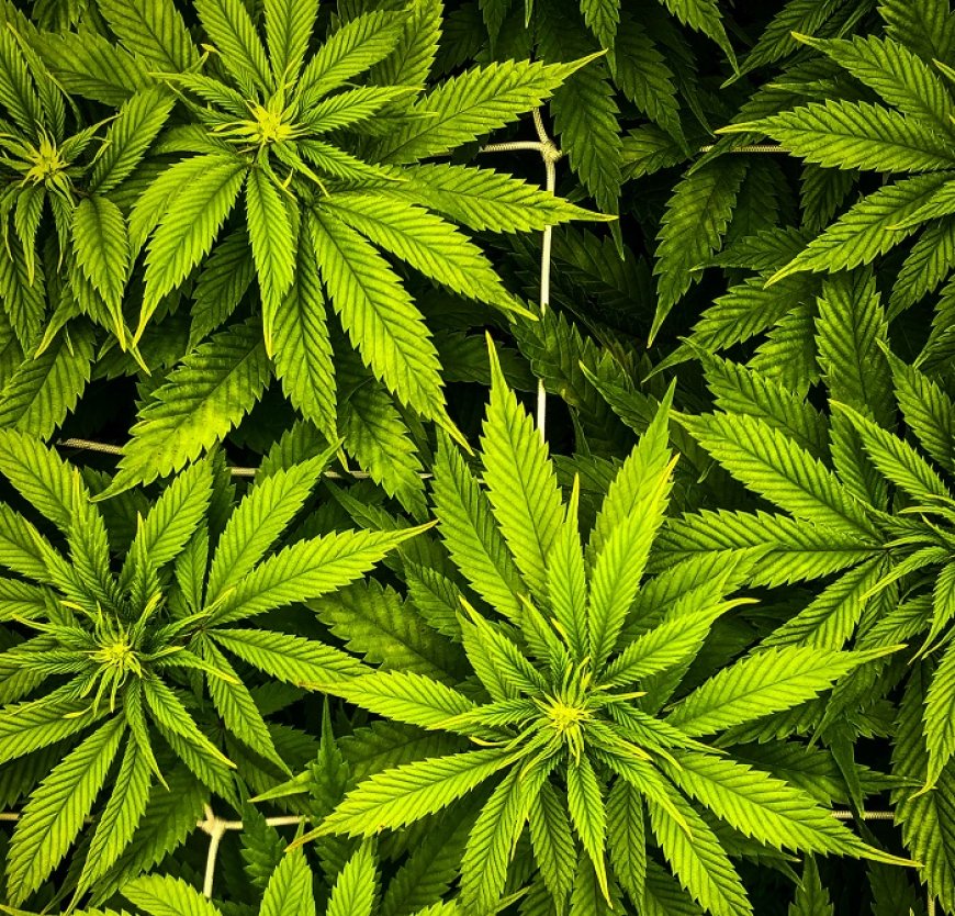 Cannabis in Nigeria: Risk, reform, and revenue