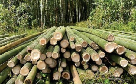 Bamboo Boom: Unlocking Profits In Nigeria’s Green Gold