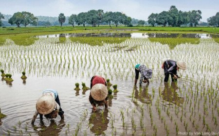 Farmers Battle To Salvage Crops From Floods, Fear Poor Harvest