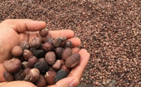 Shea Sector: Firm Seeks Clarity On Export Ban