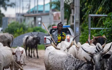 Open grazing conflicts claim 2,800 lives in 5 years