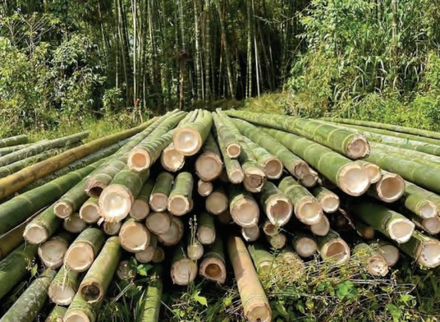 Bamboo Boom: Unlocking Profits In Nigeria’s Green Gold