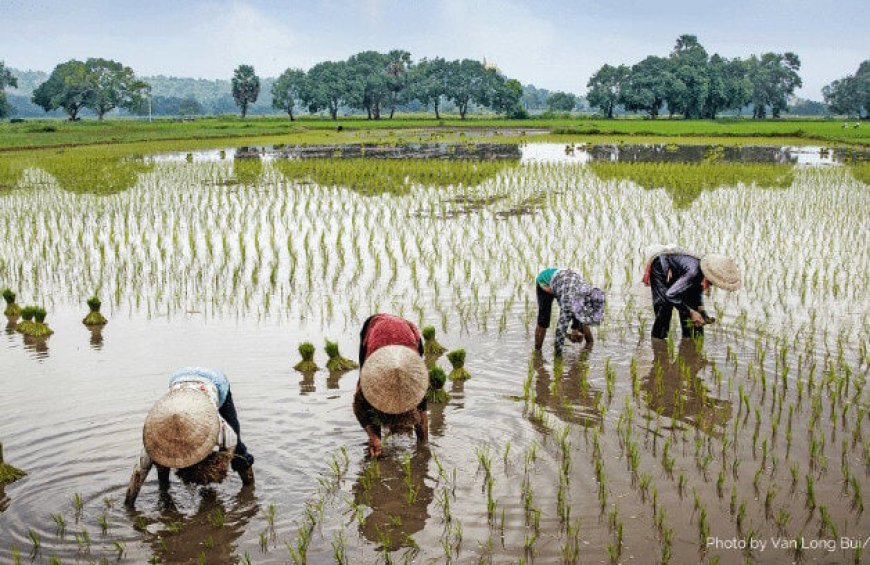 Farmers Battle To Salvage Crops From Floods, Fear Poor Harvest