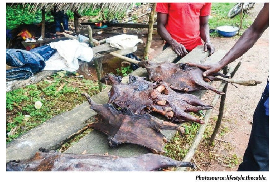 Bush Meat: Cultural Delicacy Or Public Health Risk?