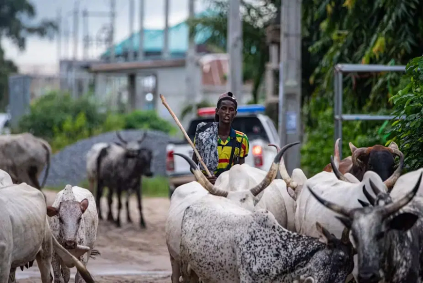 Open grazing conflicts claim 2,800 lives in 5 years