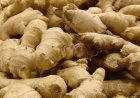 Nigeria ginger output drops amid soaring market prices