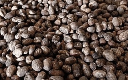 CPPE to FG: Ban on shea nut export exposes exporters to legal risk