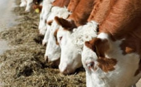 Farmers urged to limit antibiotics in livestock production