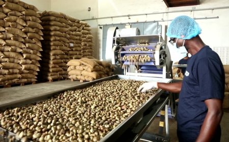 Julius Berger exits agro-processing, leases cashew plant to Eko Organic Foods
