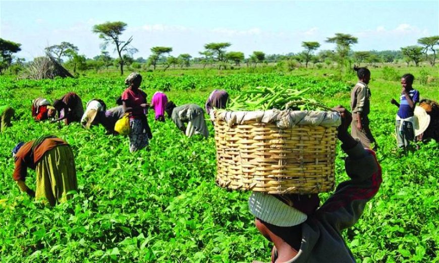 Farmers benefit from climate-smart support initiative