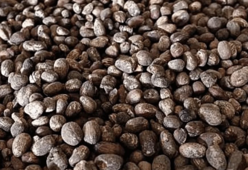 CPPE to FG: Ban on shea nut export exposes exporters to legal risk