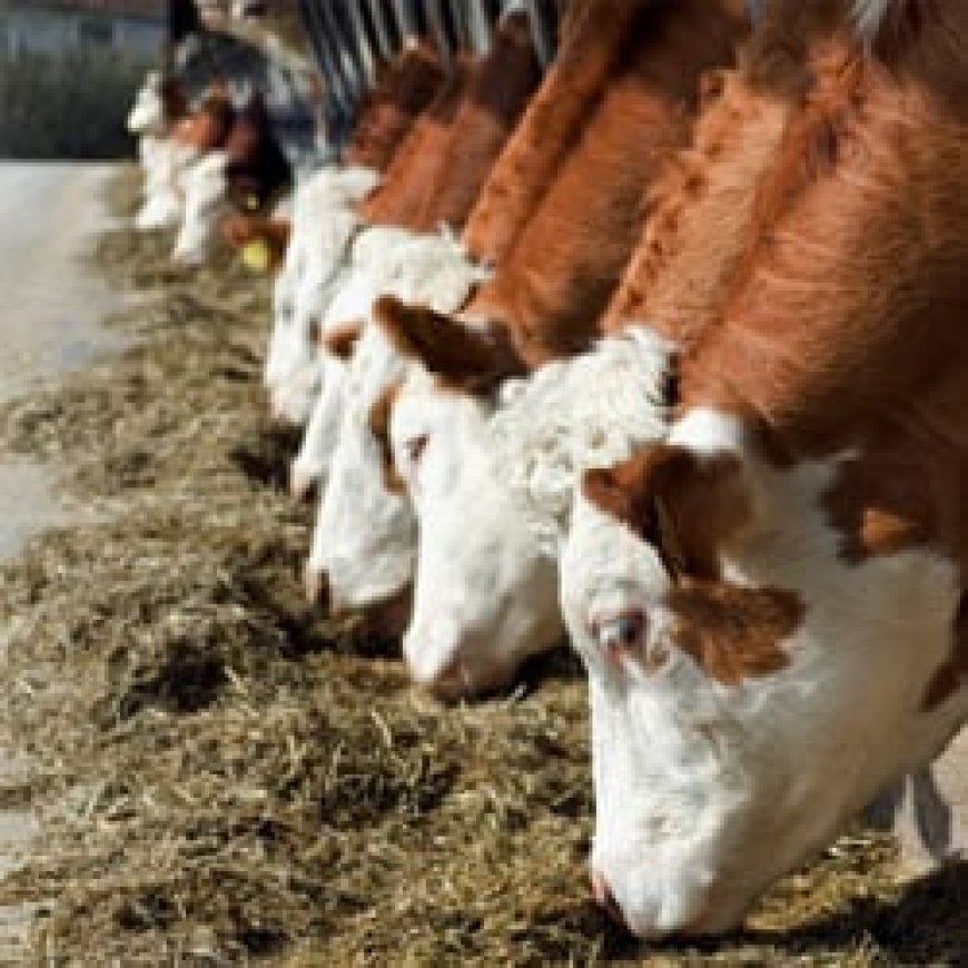 Farmers urged to limit antibiotics in livestock production
