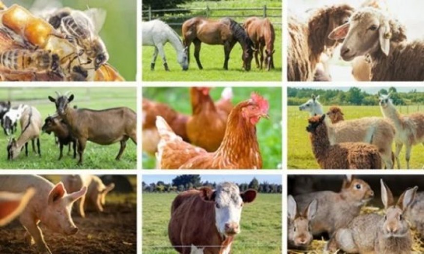 Nigeria, Ghana, others position for livestock exports